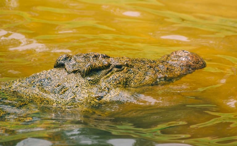 Au fil de l'eau dans le Parc National de Mamili