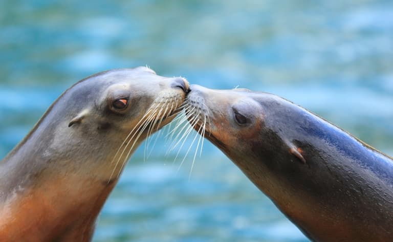 Croisière à la rencontre des dauphins et des otaries