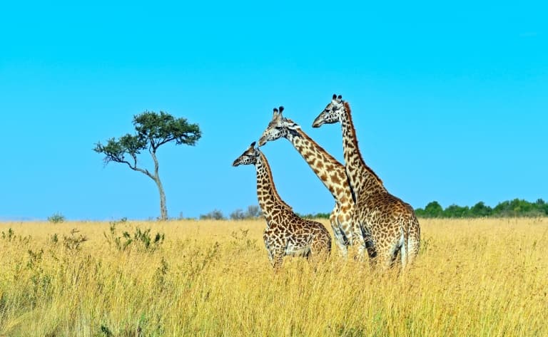 Langata Giraffe Center
