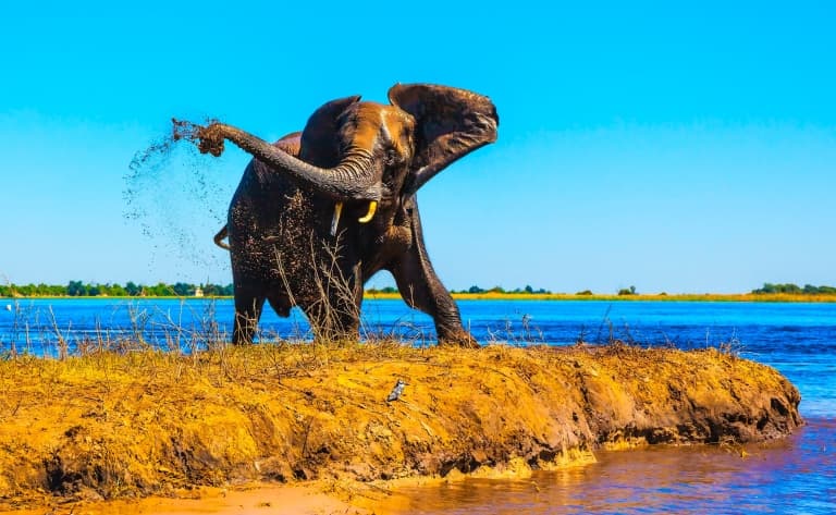 Les activités safari proposées par les lodges (Okavango et Chobe)
