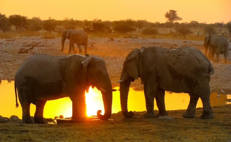 L'expérience du safari de nuit à Etosha