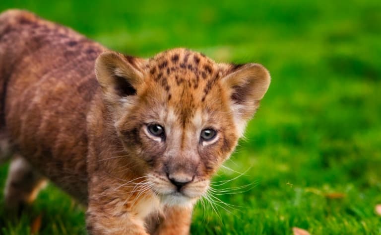 Marche dans le parc de Selous