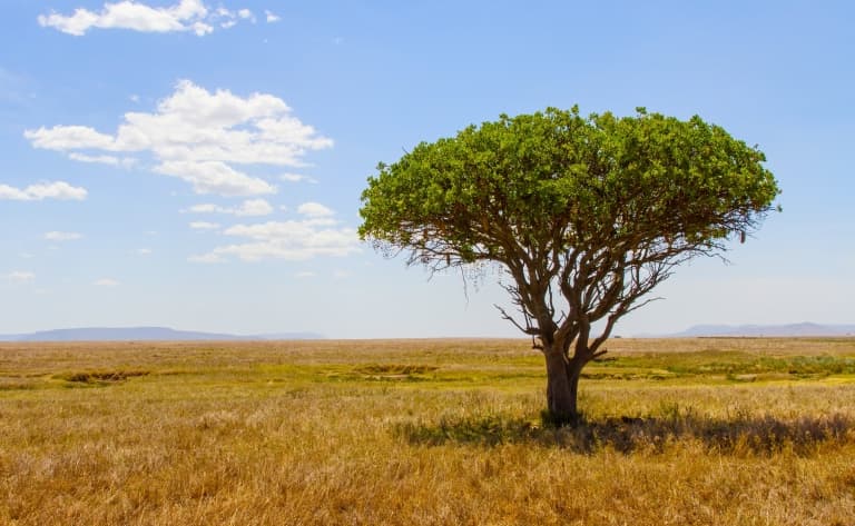 Safari à pied dans le Grumeti