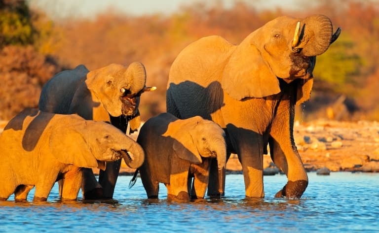 Safaris dans le parc d'Etosha
