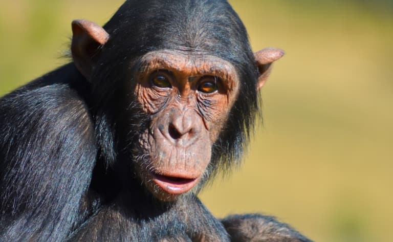 Visite de Chimpanzee Eden-Institut Jane Goodall à Nelspruit