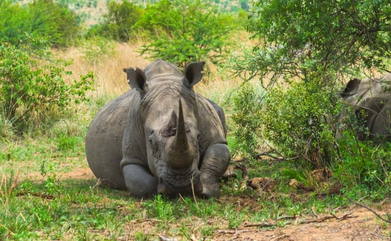 Deuxième journée de découverte au cœur du Pilanesberg