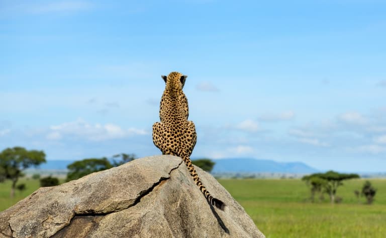 Deuxième journée dans le Serengeti 