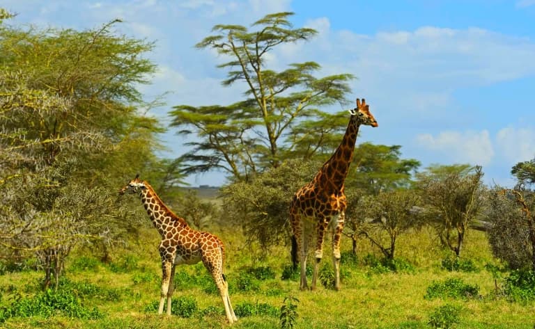 Amboseli, ou les troupeaux paissant devant le Kilimandjaro