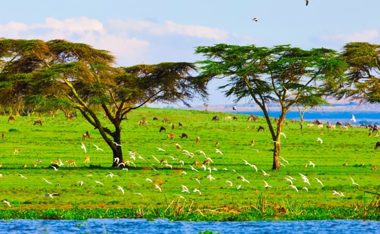 Excursion en bateau le long des rives fleuries du Lac Naivasha