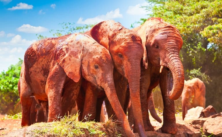 Safaris dans le parc Kruger