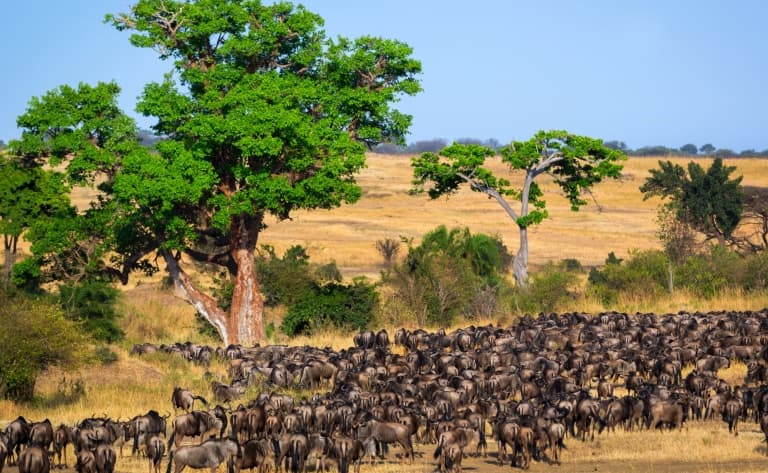 Deuxième journée dans le Serengeti