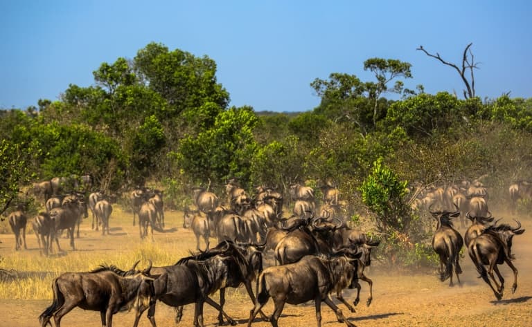 La grande migration du Serengeti