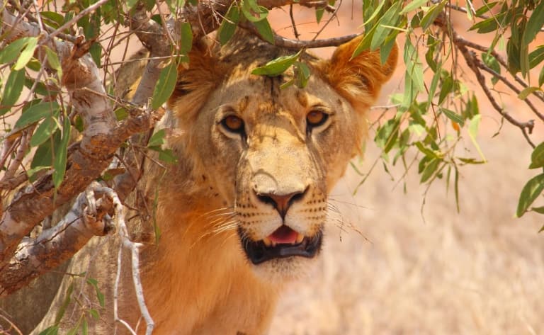 Safari dans l’extrême nord Serengeti 