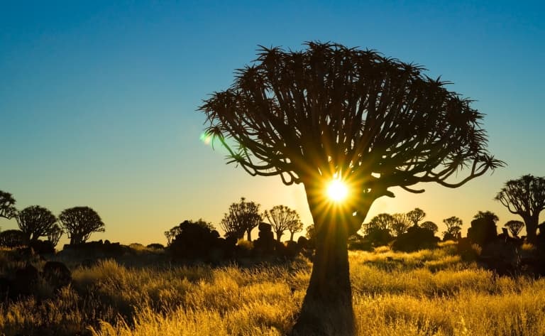 Insolite forêt de Kokerboom (480 km)