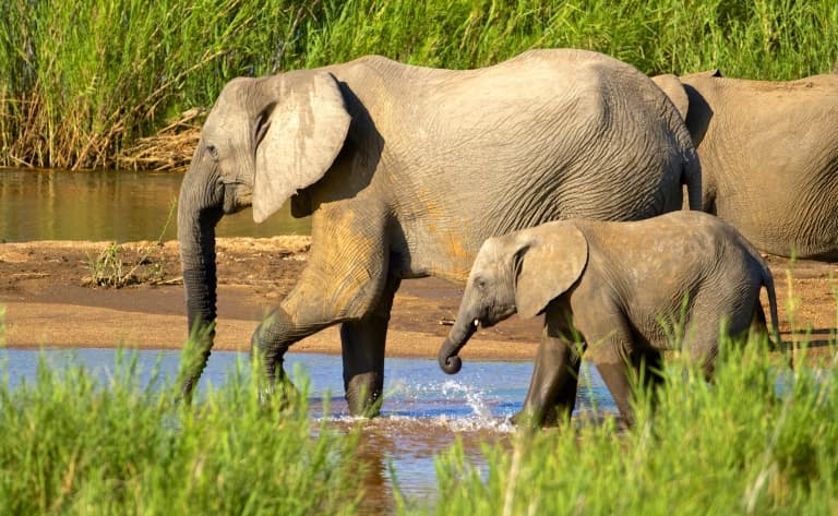 Safaris