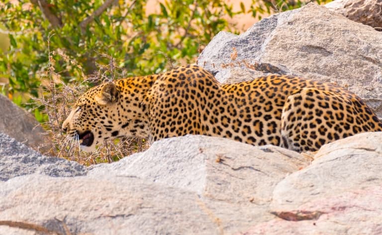 Safaris dans la plus grande réserve animale d’Afrique du Sud