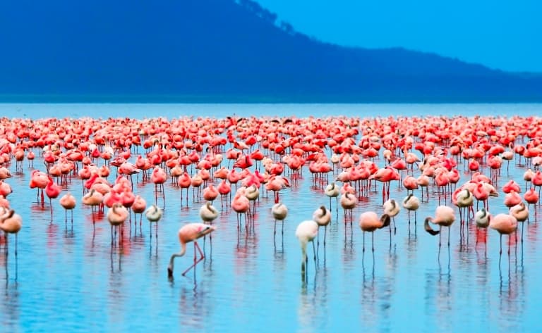 Le spectacle des flamants roses