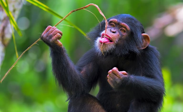 Au paradis des chimpanzés