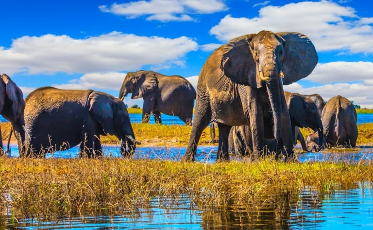 Immenses troupeaux de Chobe ( 240 km)