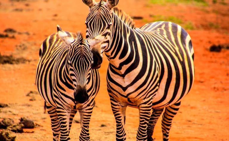 Dans le Parc Kruger, la plus grande réserve animale du pays
