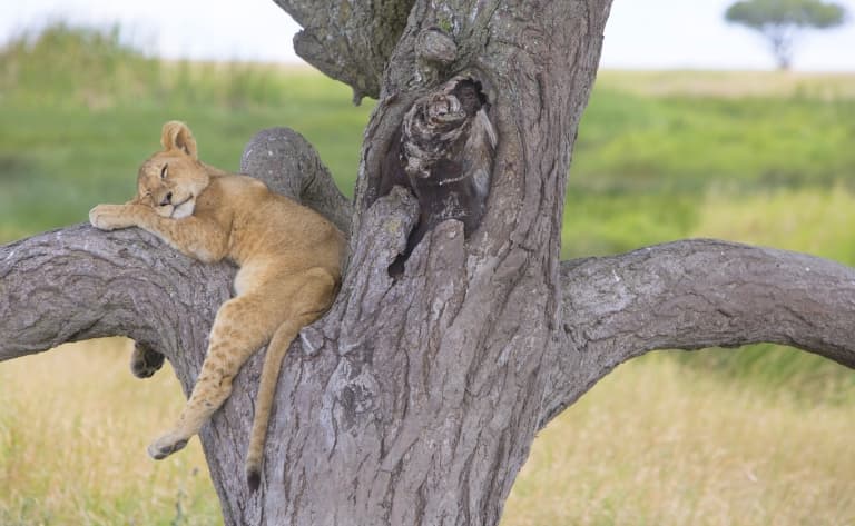 Safaris