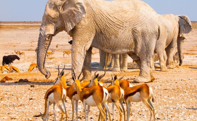 Paysages lunaires d’Etosha (300 km)