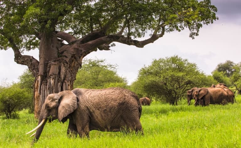 L’incroyable beauté du Cratère du Ngorongoro