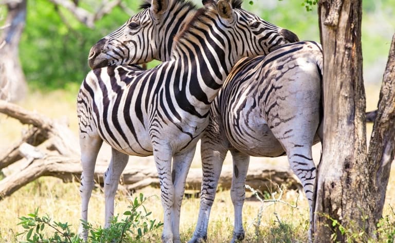 Journée libre Park kruger