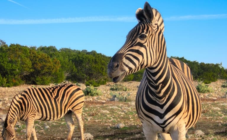 Vers la réserve luxuriante Hluhluwe-Imfolozi Park. 327 km.