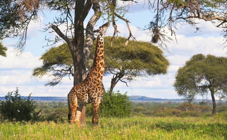 Bienvenue au royaume sauvage du Swaziland ! 264 km