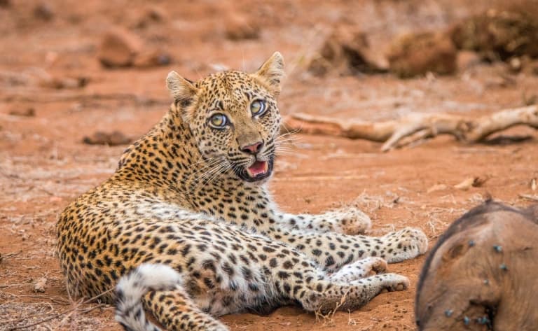Echappée sauvage au mythique parc Kruger. 225km.