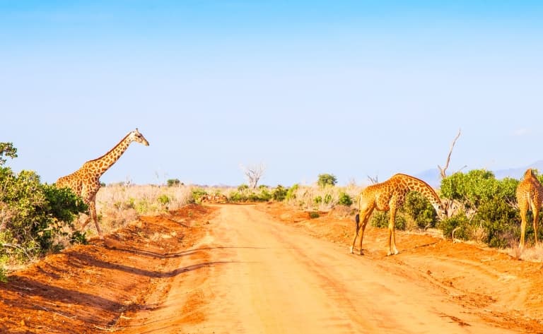 Safaris à Taita