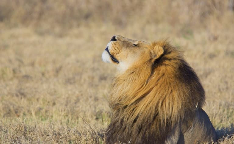 Le lion rôde et l’antilope guette…