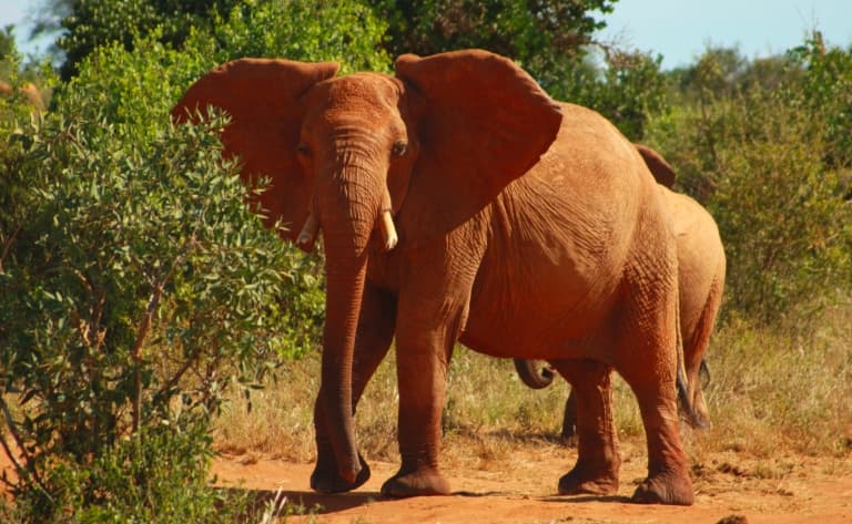 A la rencontre des éléphants rouges
