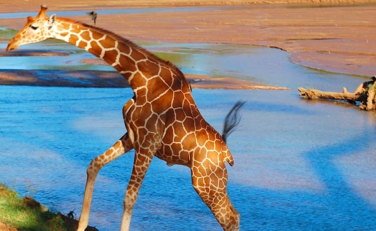 La réserve de Samburu, terre d’abondance et les sources de Buffalo Springs