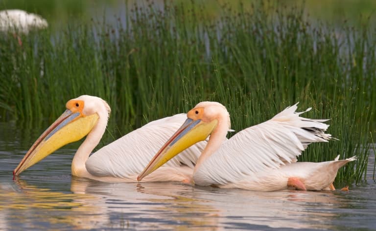 Le ballet des flamants roses au Lac Nakuru