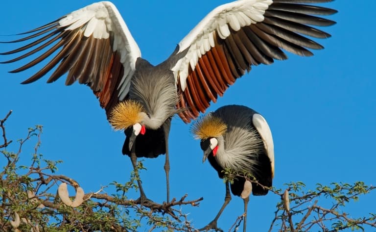 Parc Hwange et sa faune