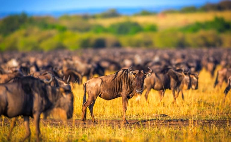 Au cœur de l’immensité du Serengeti