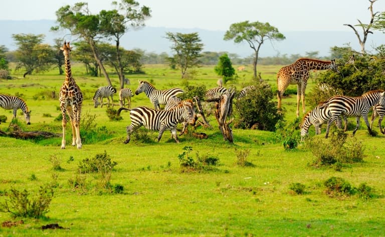 Seconde journée de safari dans le Masai Mara