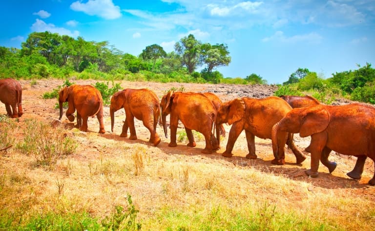 A la rencontre des éléphants rouges
