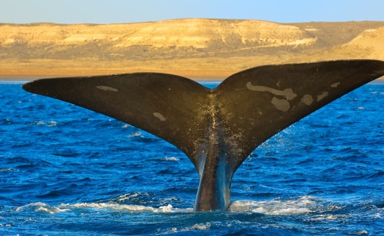 Croisière à la rencontre des baleines