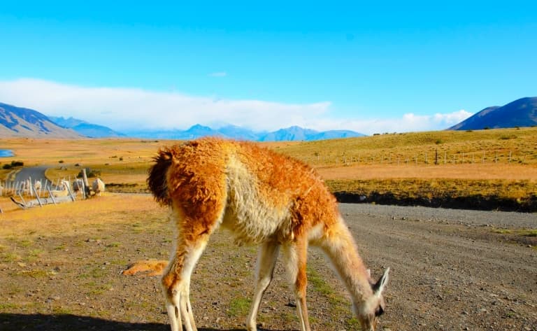 Journée dans une estancia en Patagonie