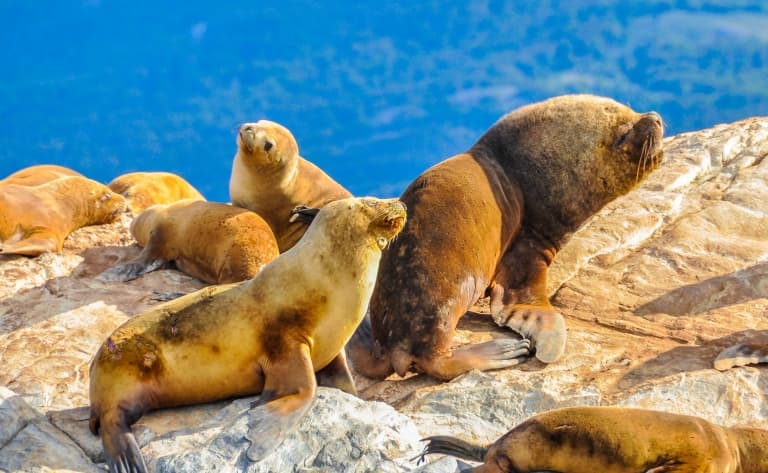 Plongée avec les lions de mer