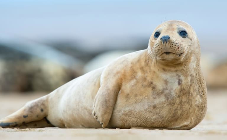 A la rencontre des cétacés à Kaikoura