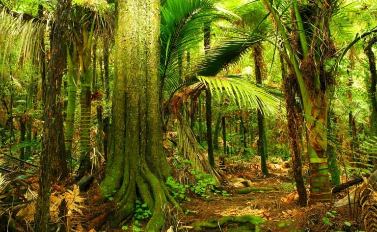 Randonnée découverte dans la Puketi Forest