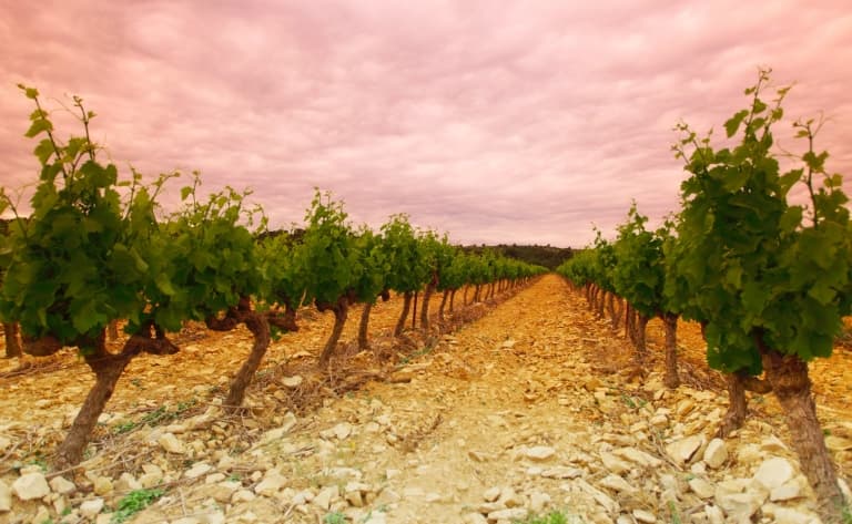 Route des vins dans la Barrossa Valley