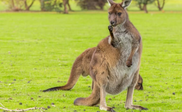 Rencontre avec les kangourous et les koalas