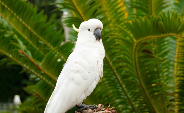 Faune sauvage et billabongs 