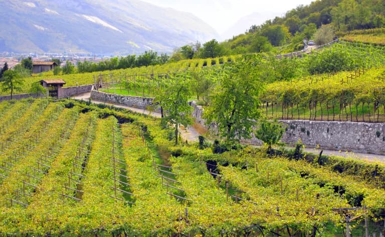 Flâneries et dégustations dans la Barossa Valley