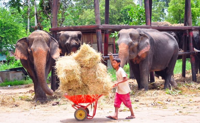 Visite d'un camp d'éléphants